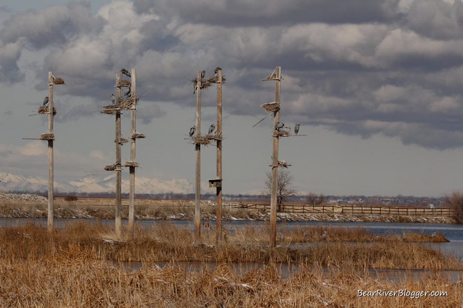 great blue heron rookery at farmington bay