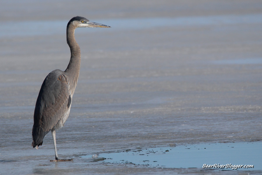 great blue heron standing on the ice at the bear river migratory bird refuge