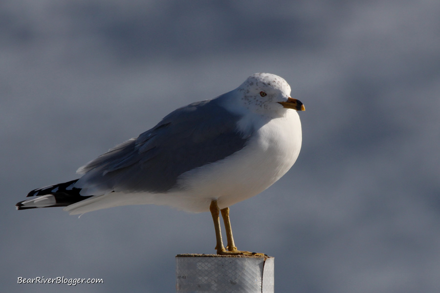 gull on a sign post