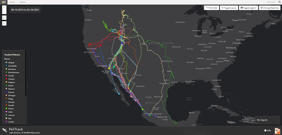 pelitrak map showing American white pelican migration routes