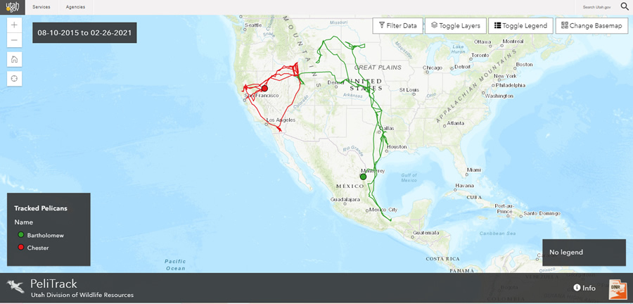 pelitrak map for the american white pelican