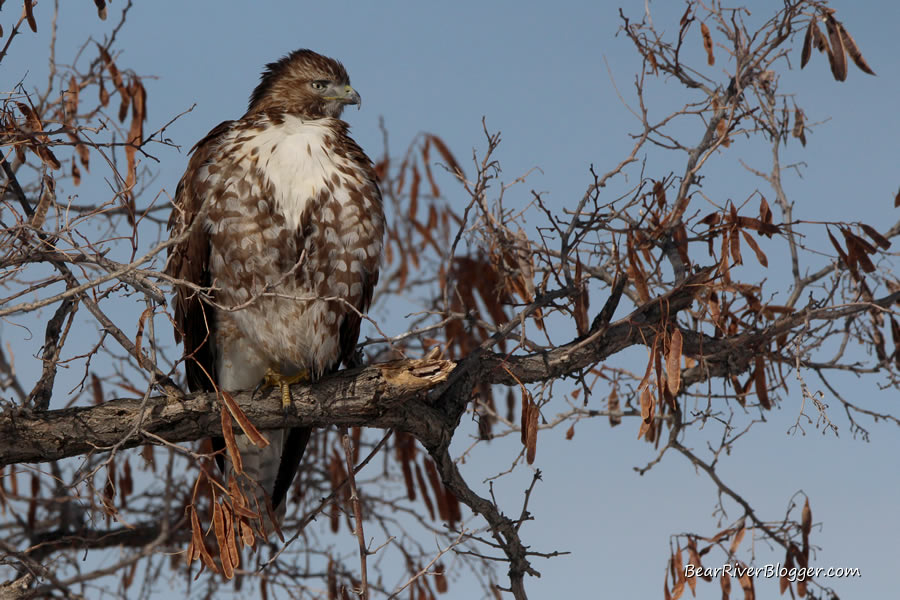 red-tailed hawk in a tree at farmington bay