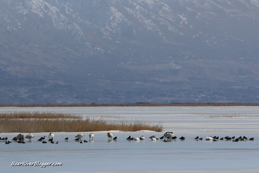 tundra swans on the bear river migratory bird refuge