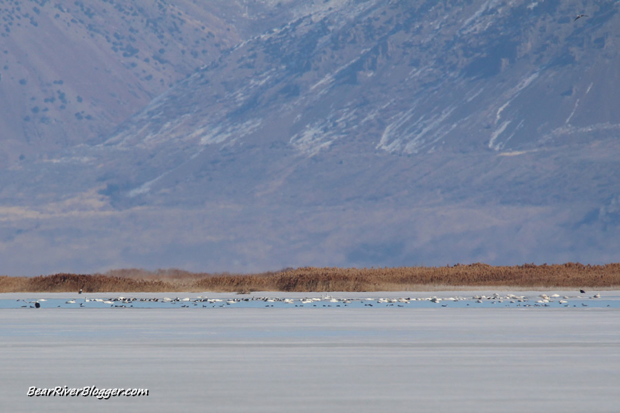 swans on the bear river migratory bird refuge