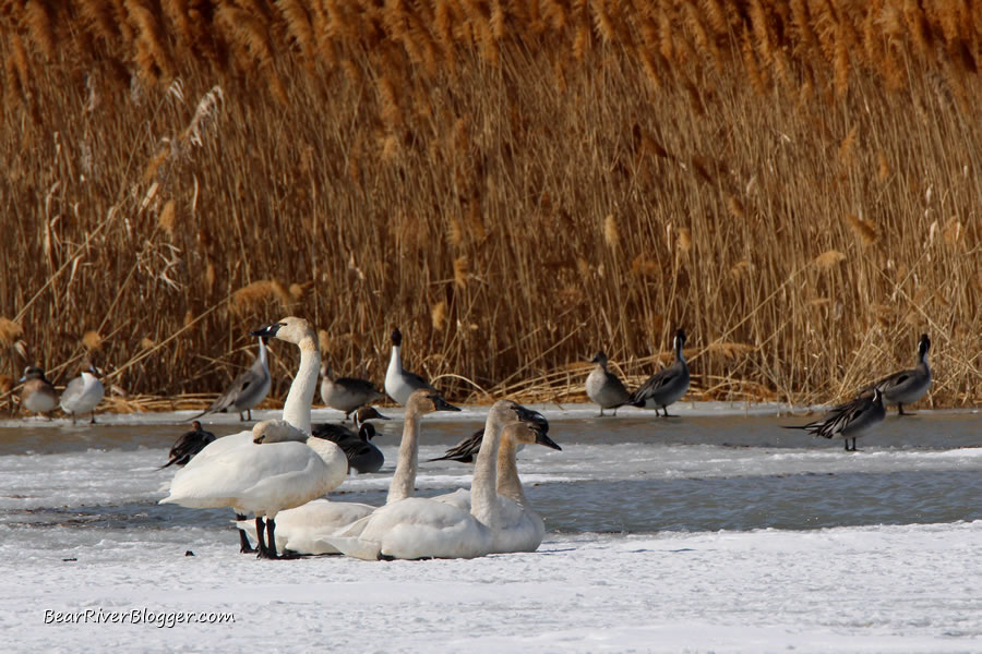 tundra swan on the ice