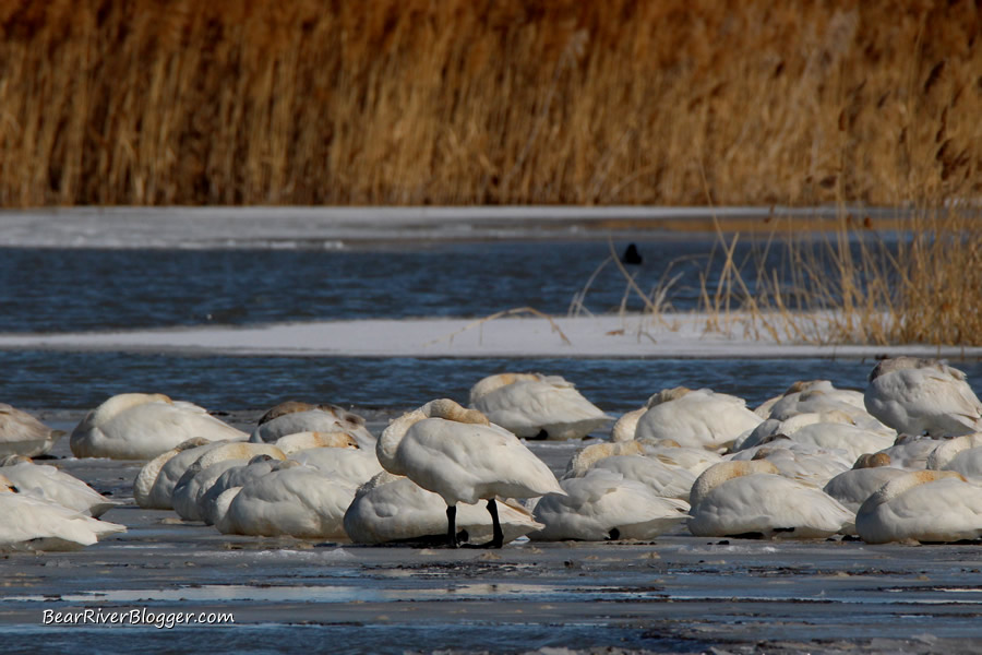 tundra swans sleeping on the ice