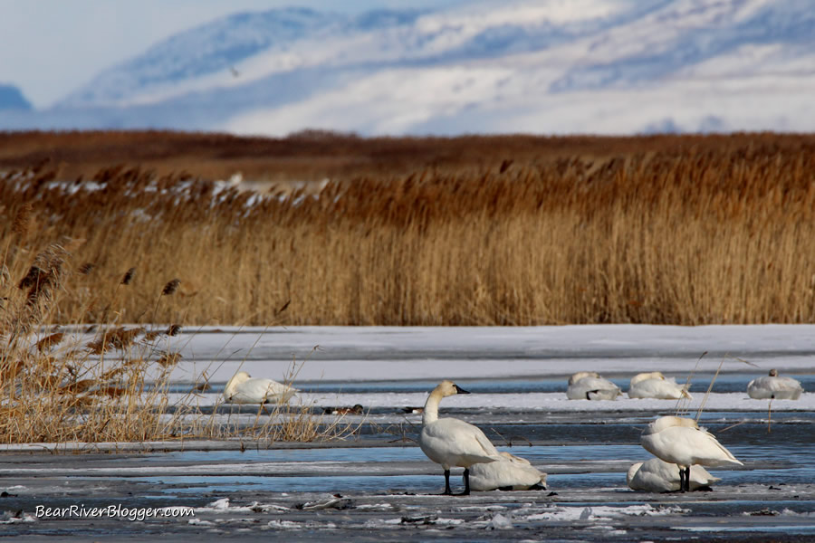 tundra swan
