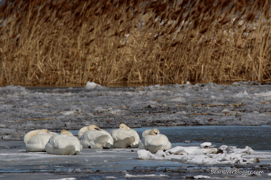 sleeping tundra swans on the bear river migratory bird refuge