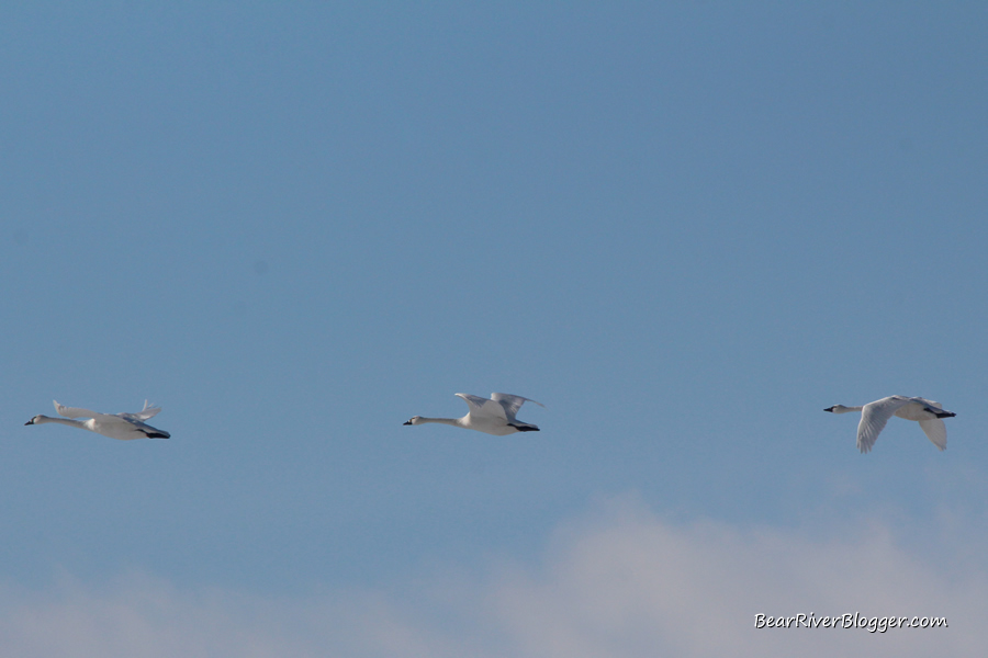 a flock of tundra swans against a blue sky