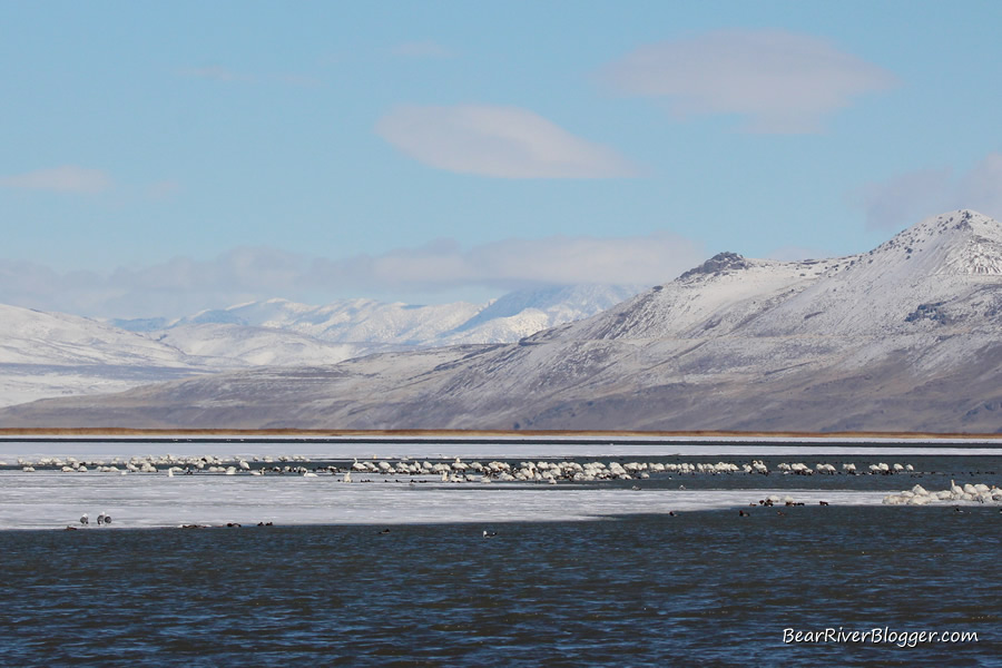 flock of tundra swans on the ice at the bear river migratory bird refuge