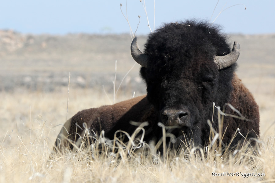 bison on antelope island