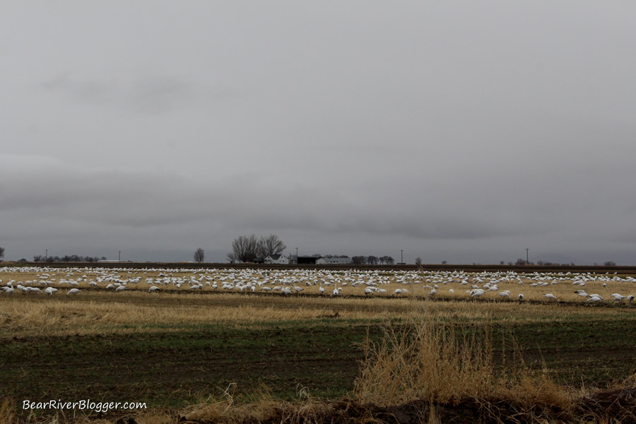 snow goose migration in box elder county utah