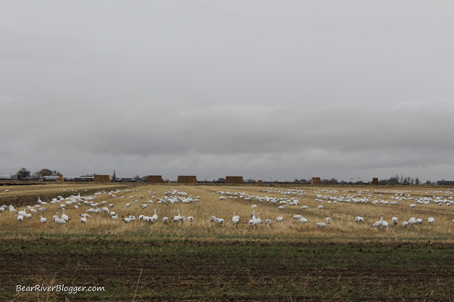 snow geese in corinne utah