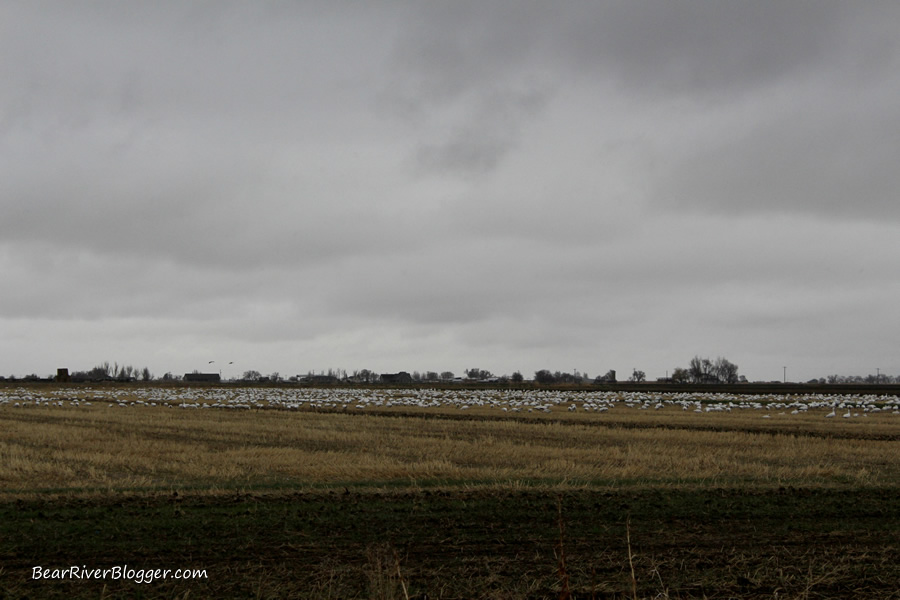 snow geese in a wheat field in corinne utah