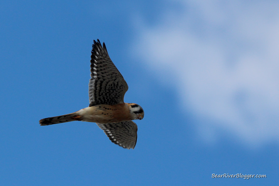 American kestrel in flight at farmington bay wma