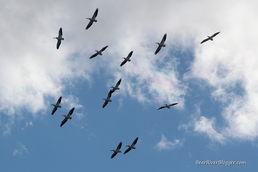 soaring American white pelican