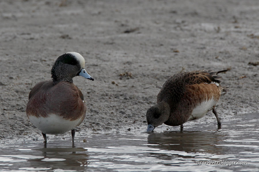 American widgeon feeding