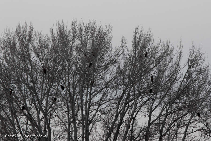 bald eagles in trees
