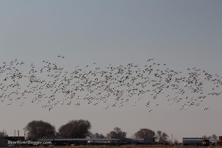 a flock of snow geese in flight in box elder county utah