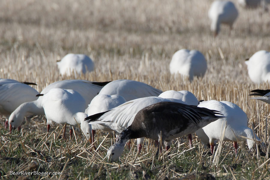 snow geese feeding in a grain field in box elder county utah