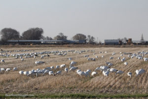 snow geese in a corn field