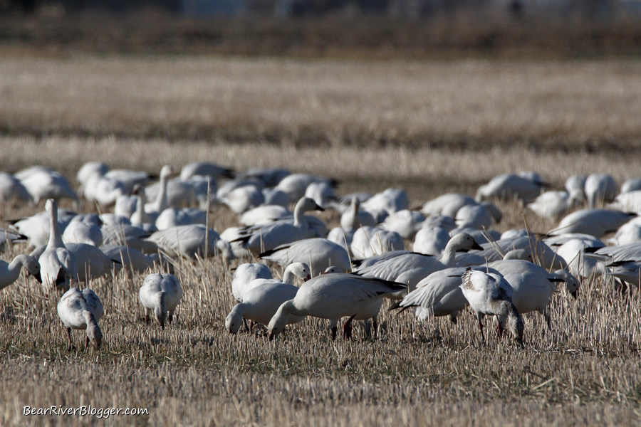 box elder county utah snow geese migration