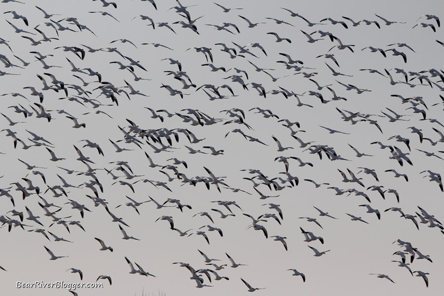 snow geese in flight in box elder county utah