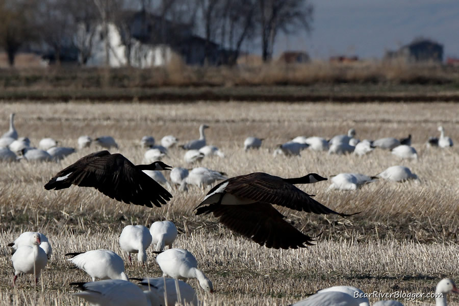 snow geese and canada geese in box elder county utah