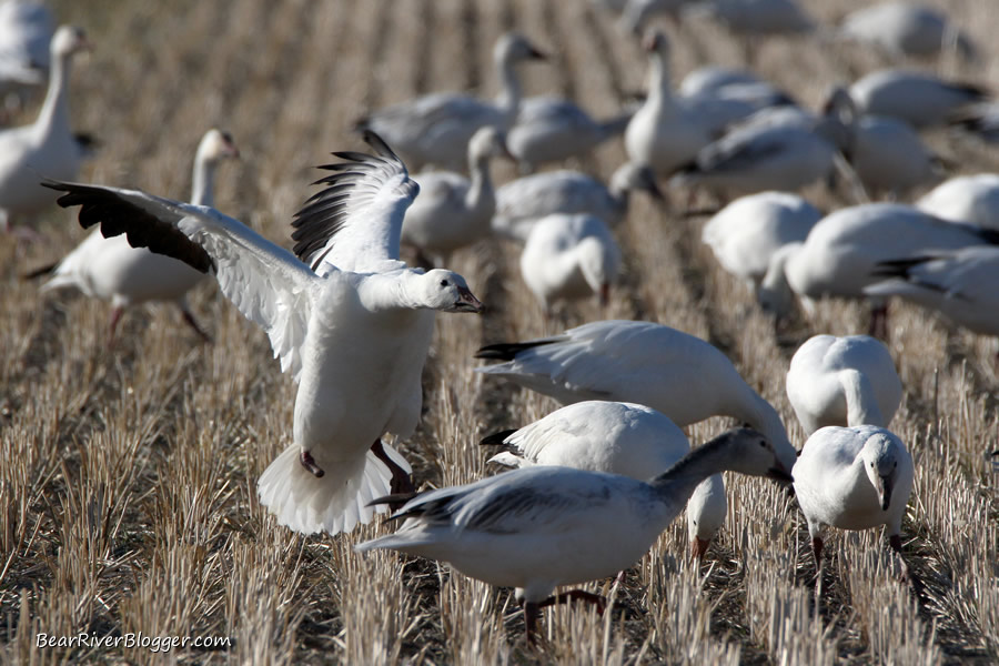 snow goose in box elder county utah landing in a wheat field