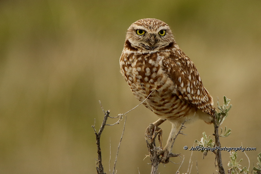 burrowing owl on a branch