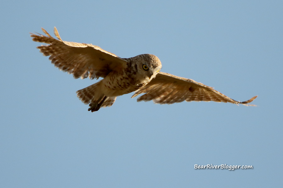 burrowing owl hovering