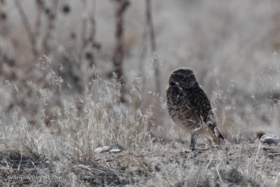 burrowing owl on antelope island
