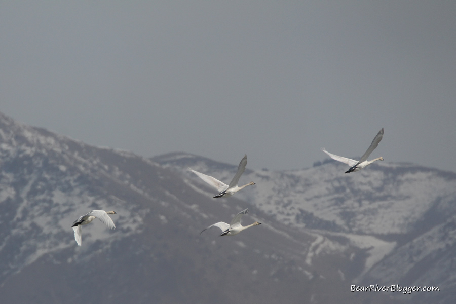 tundra swan flying in front of the wasatch mountains