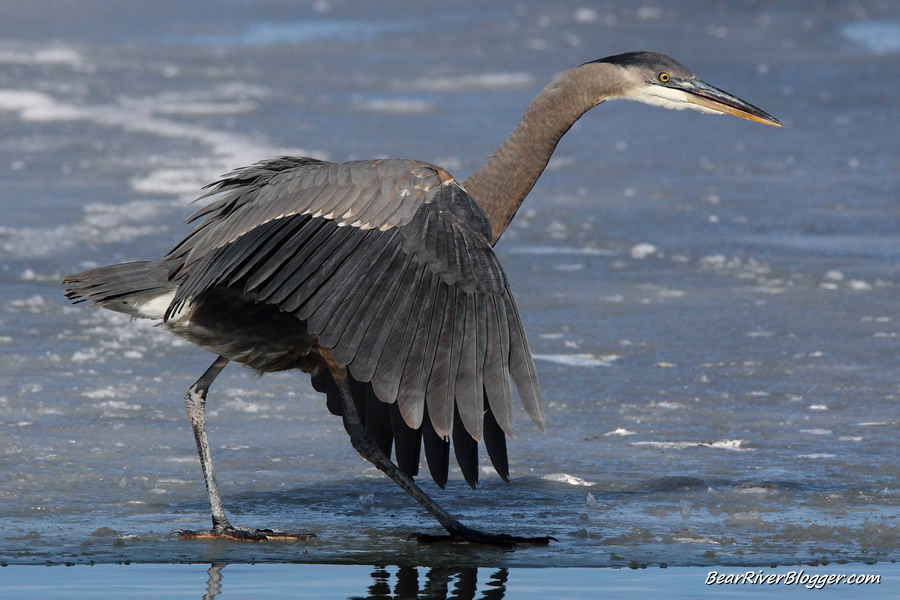 great blue heron walking on the ice