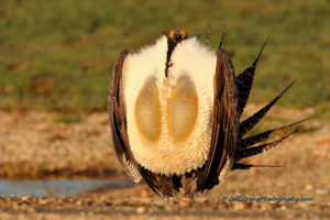 greater sage grouse henefer lek