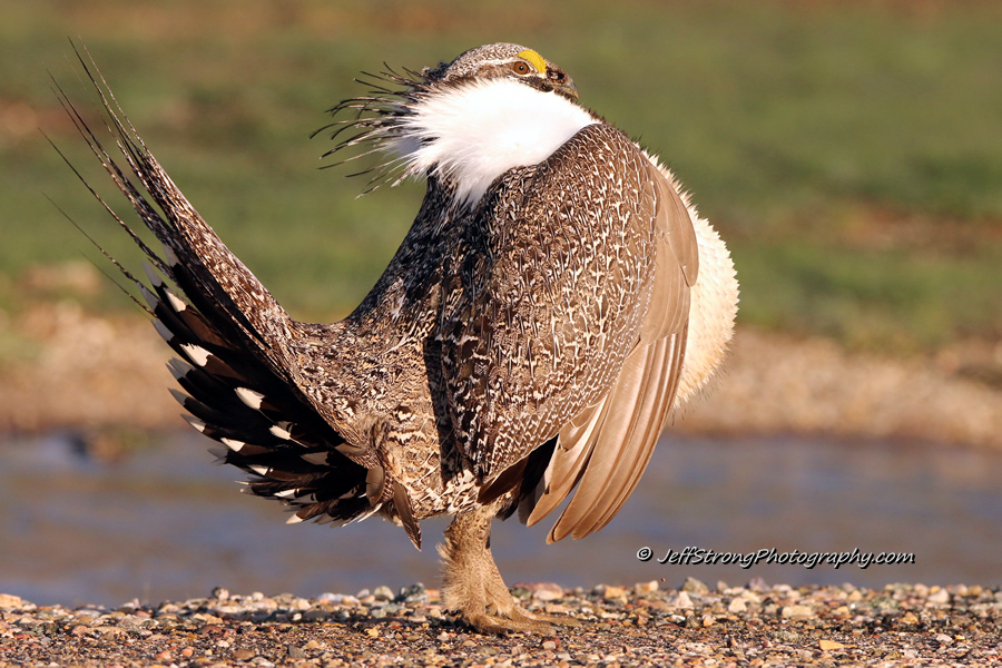 greater sage grouse on the henefer lek in utah