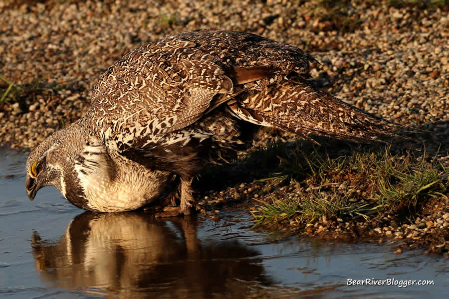 greater sage grouse from the henefer utah lek