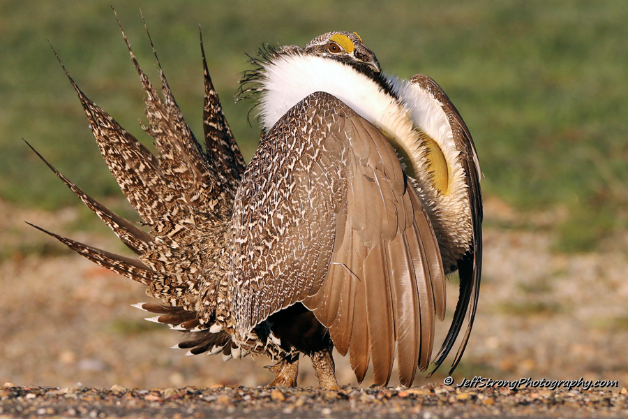 male greater sage grouse dancing on the henefer lek