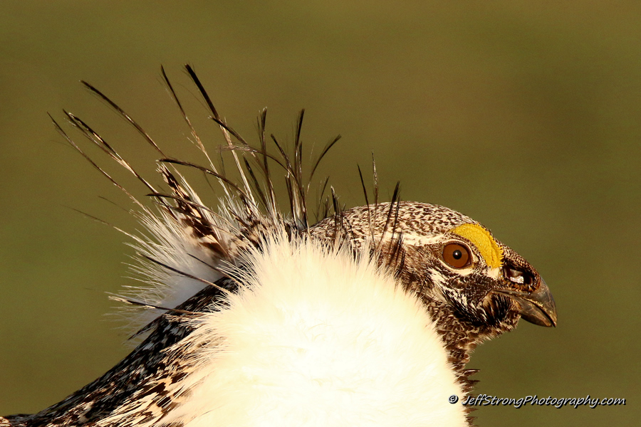 head shot of a greater sage grouse
