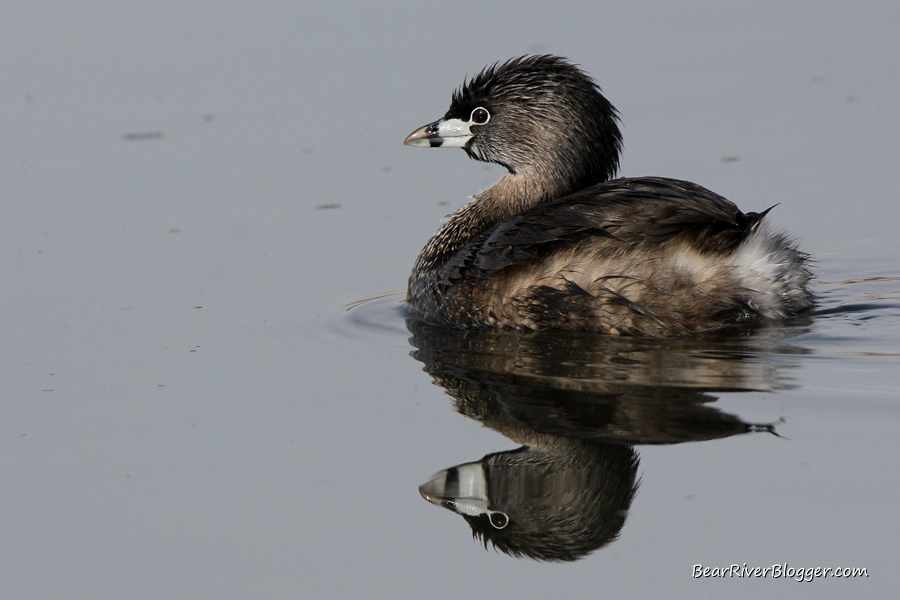 pied-billed grebe at farmington bay wma