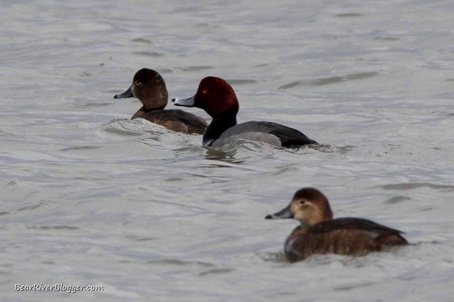 redhead duck