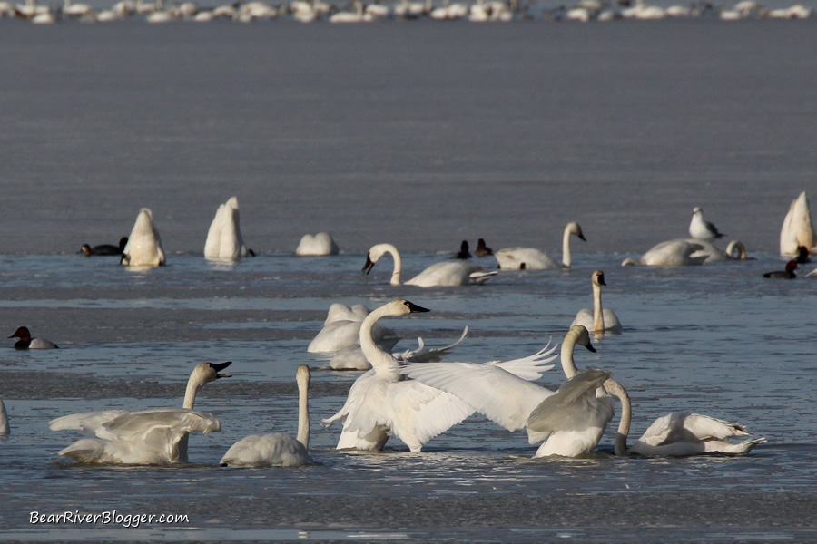 tundra swan on the bear river migratory bird refuge