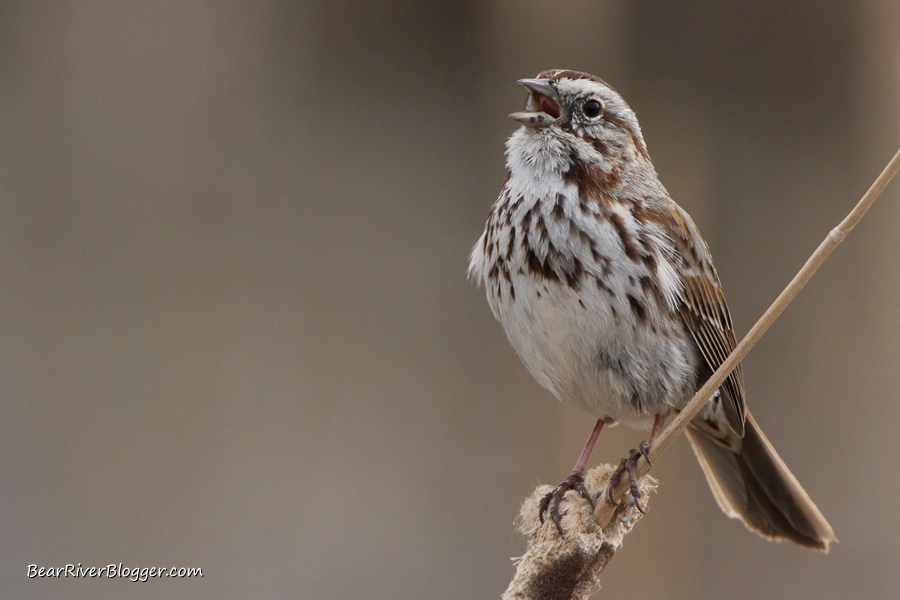 song sparrow on a cattail at farmington bay wma
