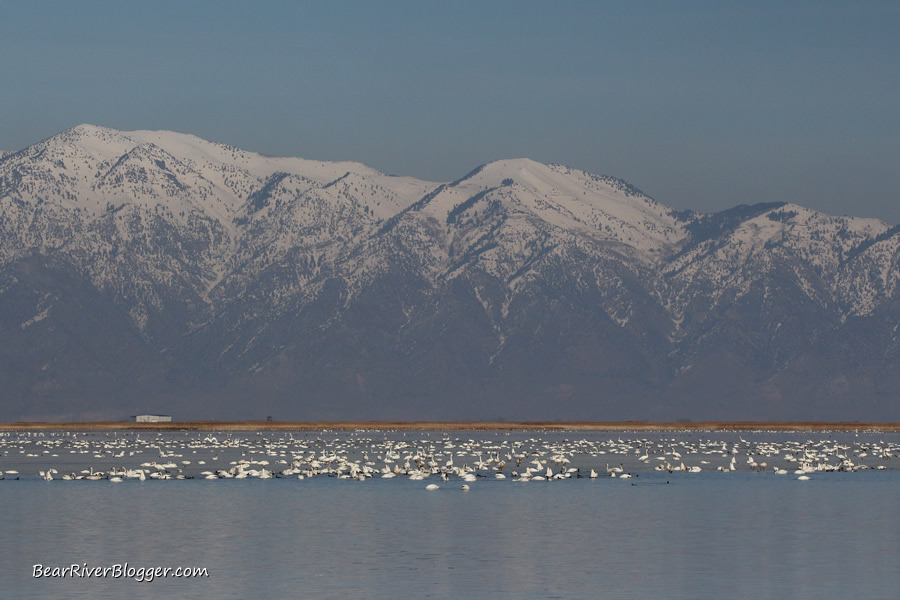 thousands of tundra swans on the bear river bird refuge