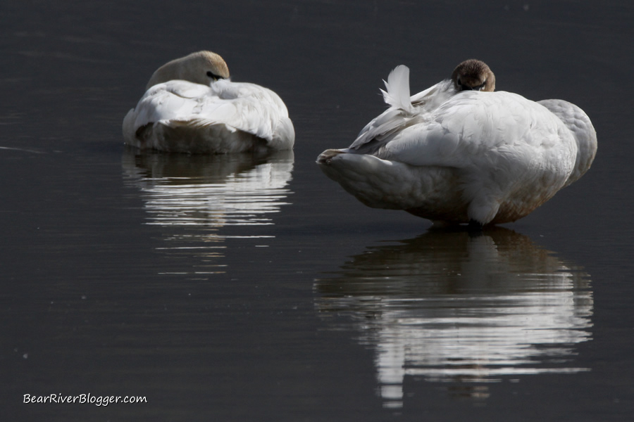 tundra swans at farmington bay wma
