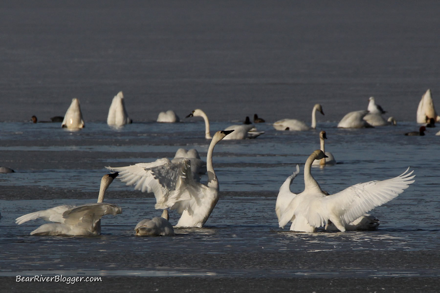tundra swans on the water