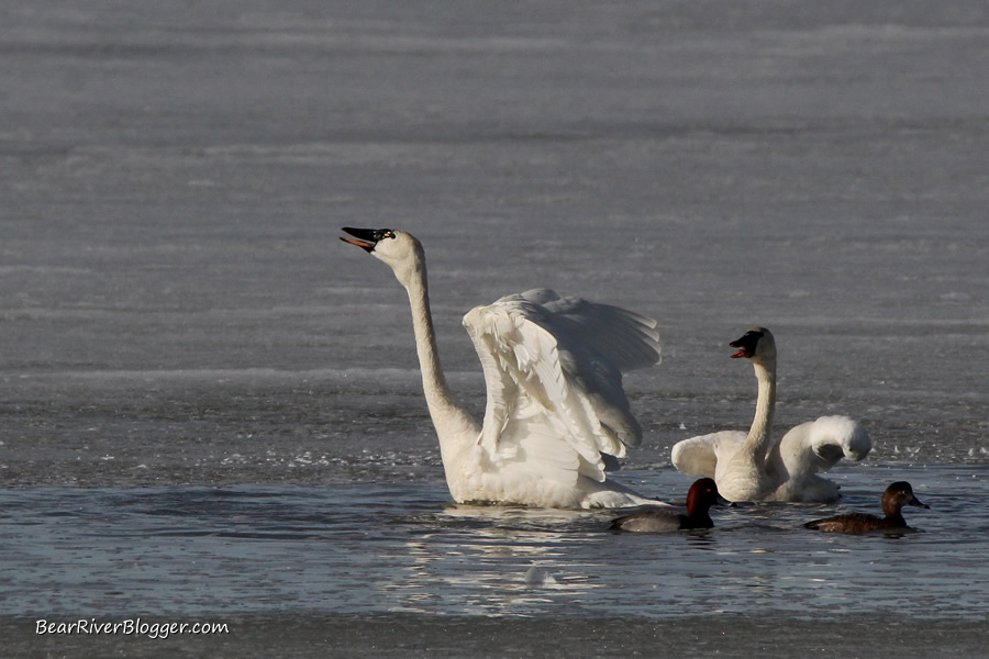 tundra swan in the water on the bear river migratory bird refuge