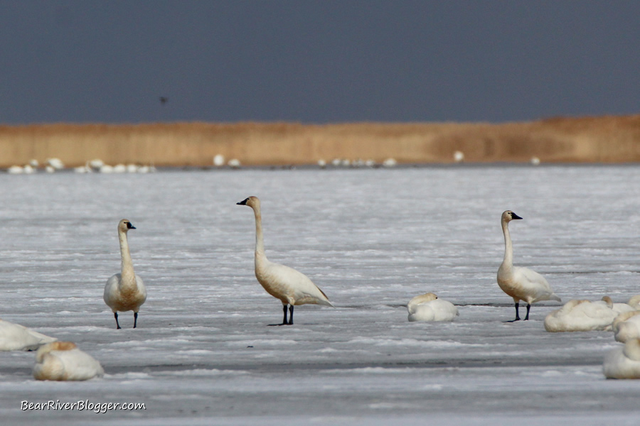 tundra swan standing on the ice on the bear river migratory bird refuge