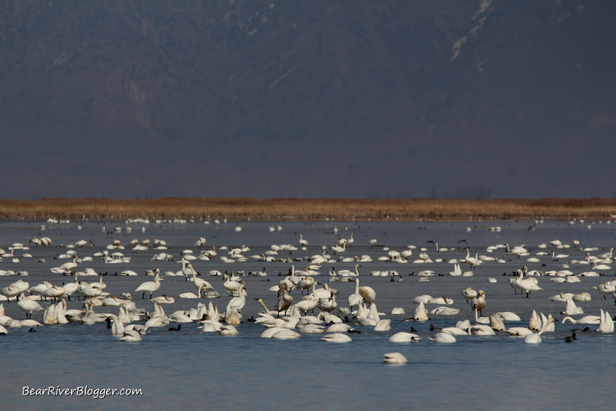 tundra swans in the water