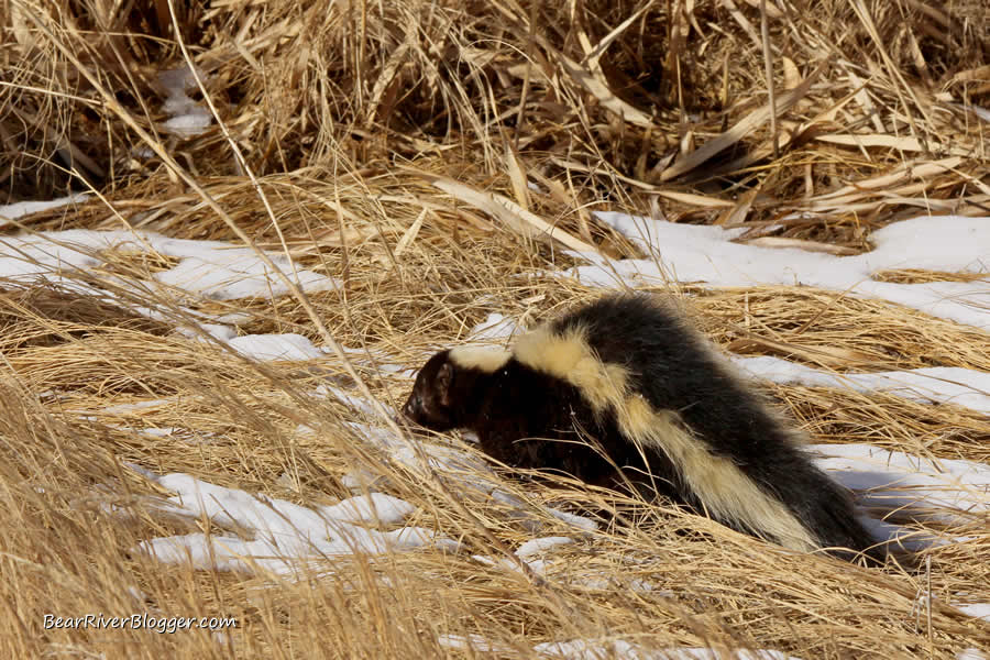 skunk on the bear river migratory bird refuge auto tour route